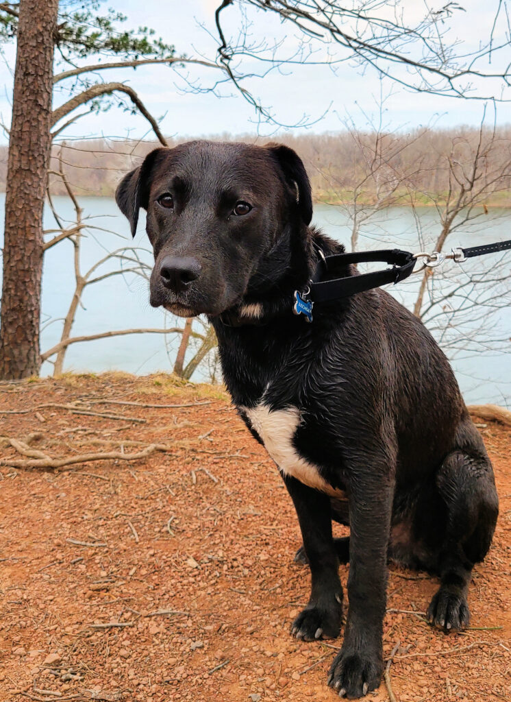 Michael's Dog, Juschka